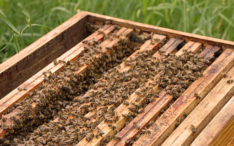 Apiculteur portfolio warmfilter-IMG 2452