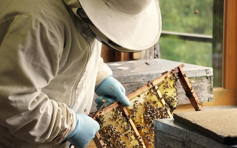 Apiculteur portfolio warmfilter-IMG 2344