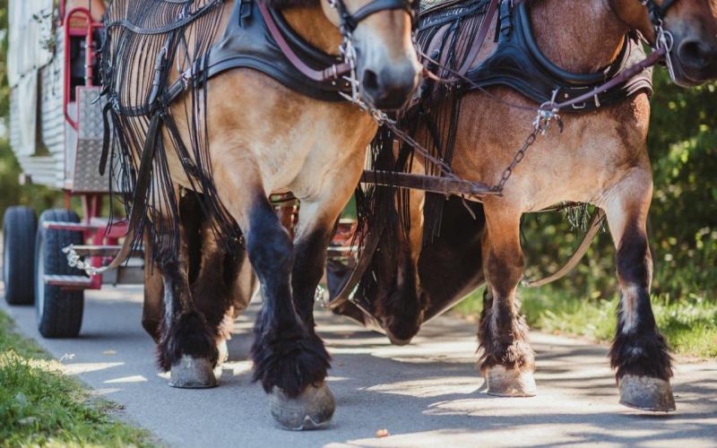 Clervaux-été2020-43