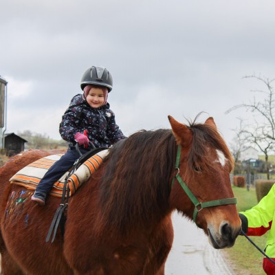 Cheval de trait