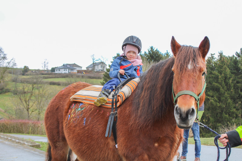 Soin des chevaux