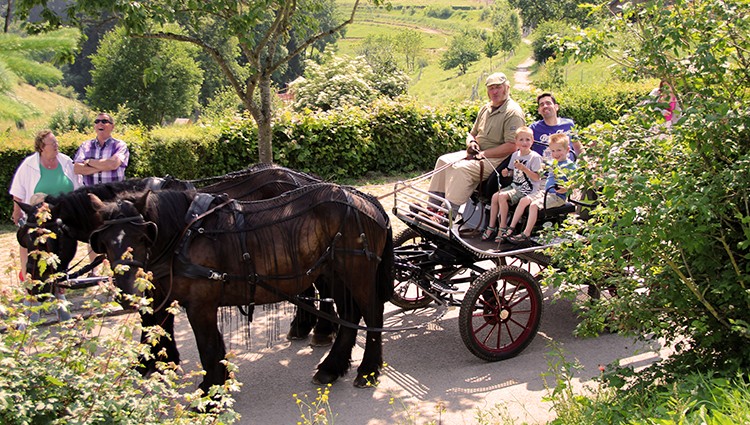 Calèche portfolio warmfilter-IMG 7052