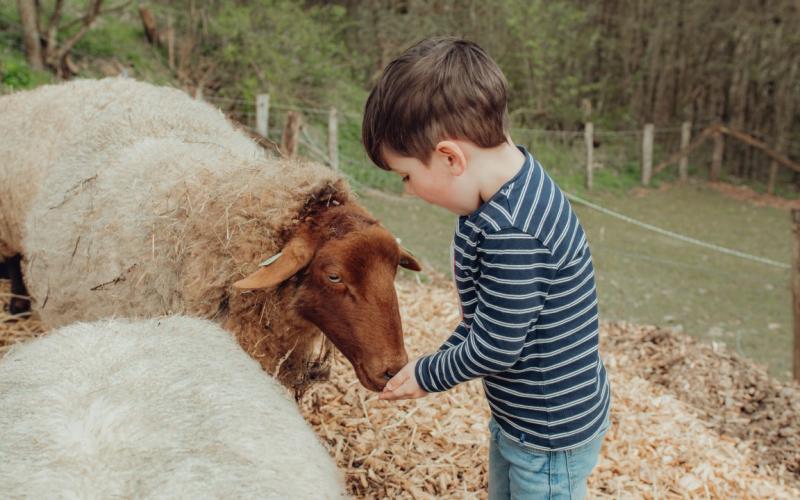 TCC-MonikaIsanska-2024-Pam la brebis (75)