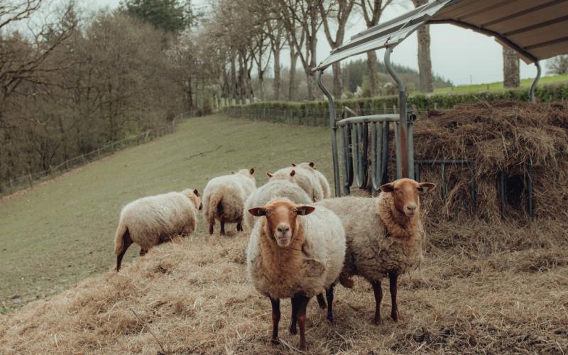 TCC-MonikaIsanska-2024-Pam la brebis (65)