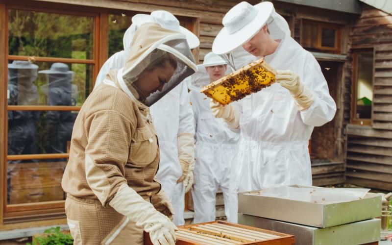 TCC-MonikaIsanska-2024-Abeilles (5)