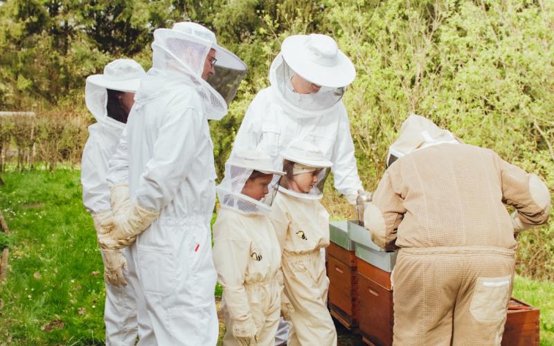 TCC-MonikaIsanska-2024-Abeilles (11)