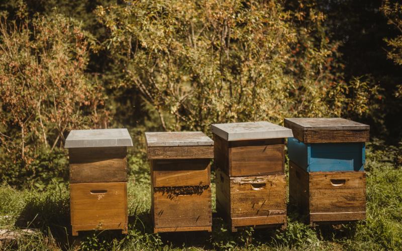 TCC-AlenaDex-2020-Abeilles (3)