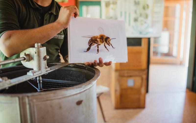 TCC-AlenaDex-2020-Abeilles (26)