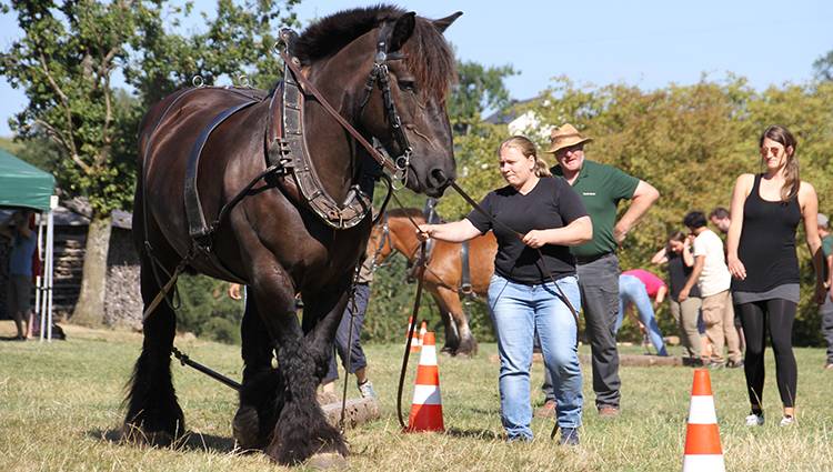 Cheval-ardennais portfolio warmfilter-IMG 1939