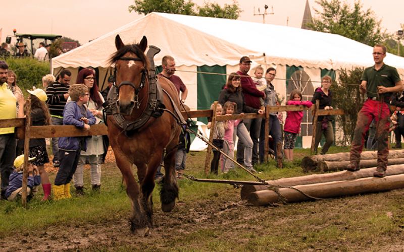 Débardage portfolio warmfilter-IMG 0133