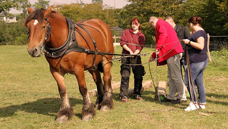 Cheval-de-trait portfolio warmfilter-IMG 5850
