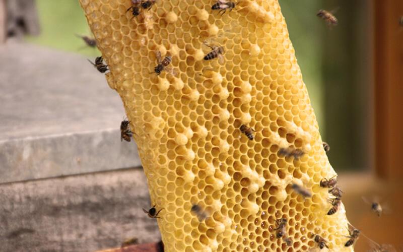 Abeilles portfolio warmfilter-IMG 2350